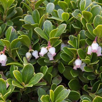 Arctostaphylos uva-ursi 'Vancouver Jade' 