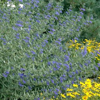 Caryopteris x clandonensis 'Blue Mist'