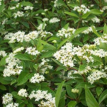 Cornus sericea 'Isanti' 