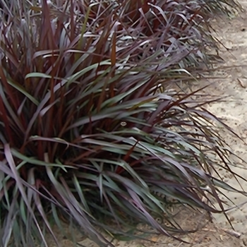 Pennisetum setaceum 'Regal Princess™' USPP20465P2
