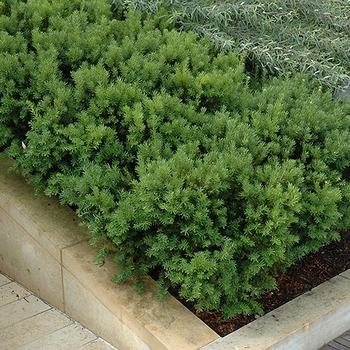 Taxus x media 'Dark Green Spreader' 