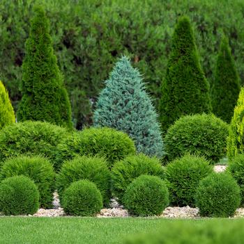 Thuja occidentalis 'Little Giant' 