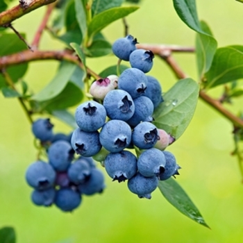 Vaccinium corymbosum 'Mini Blues'