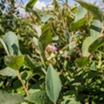 Vaccinium corymbosum