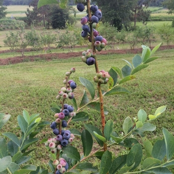 Vaccinium ashei 'Powder Blue' 