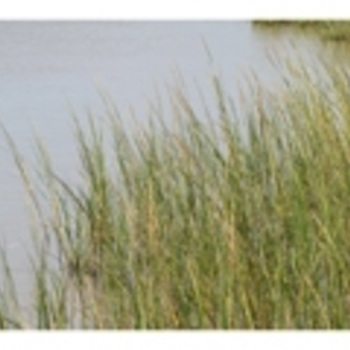 Spartina alterniflora