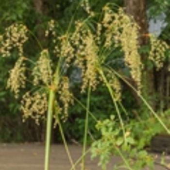 Scirpus cyperinus