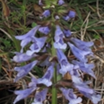 Salvia lyrata