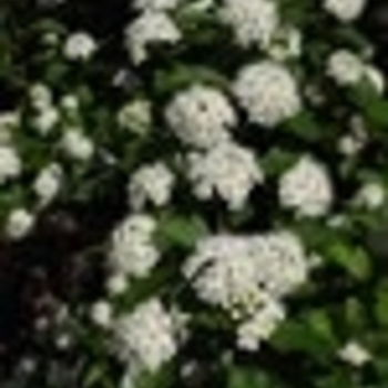 Physocarpus opulifolius