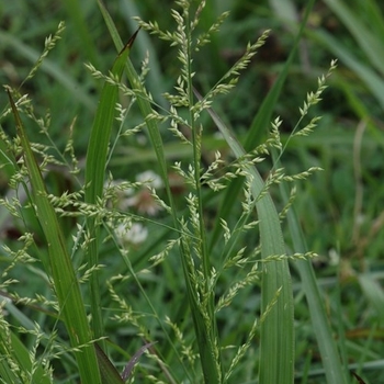 Panicum anceps