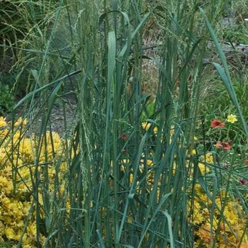 Panicum amarum