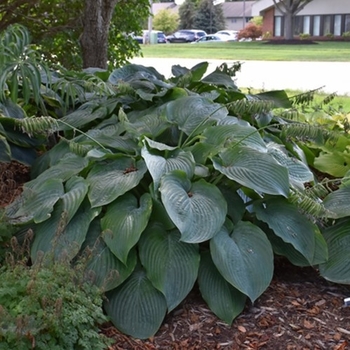 Hosta 'Jurassic Park' 