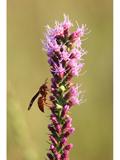 Liatris pycnostachya