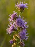 Liatris aspera