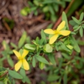 Hypericum hypericoides