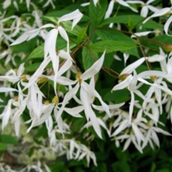 Gillenia trifoliata