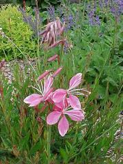 Gaura lindheimeri 'Siskiyou Pink' 