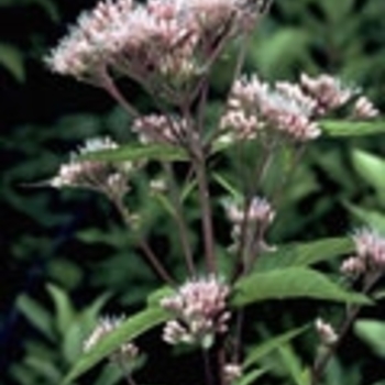 Eutrochium purpureum