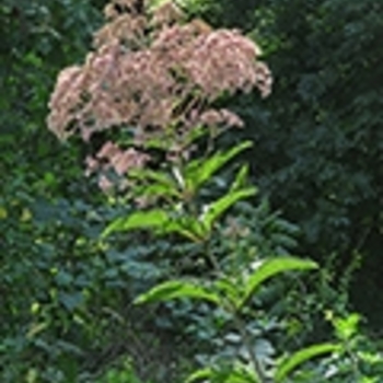 Eutrochium fistulosum