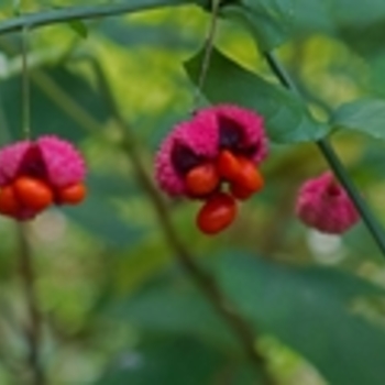 Euonymus americanus