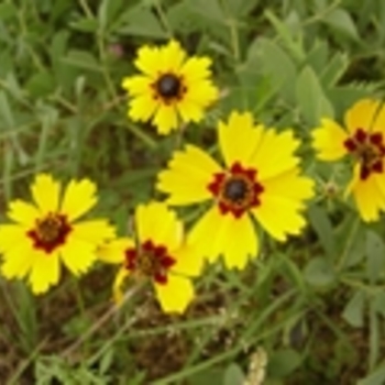 Coreopsis tinctoria