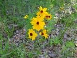 Coreopsis leavenworthii