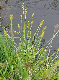 Carex stipata