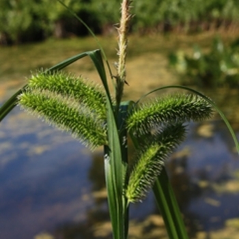 Carex comosa