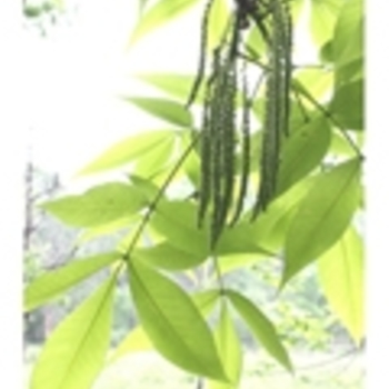 Carya glabra