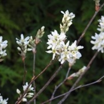 Amelanchier arborea