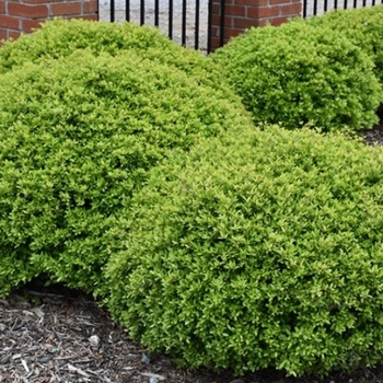 Ilex vomitoria 'Stoke's Dwarf' 