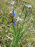 Sisyrinchium angustifolium