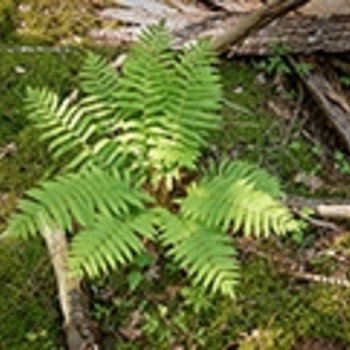 Thelypteris palustris