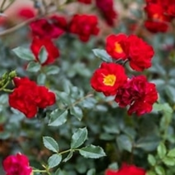 Rosa 'Scarlet Drift®' 