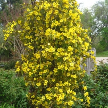 Gelsemium sempervirens 'Margarita'