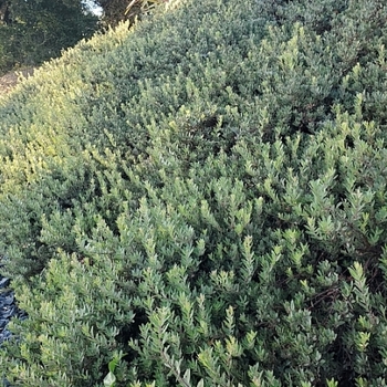 Arctostaphylos 'Pacific Mist' 