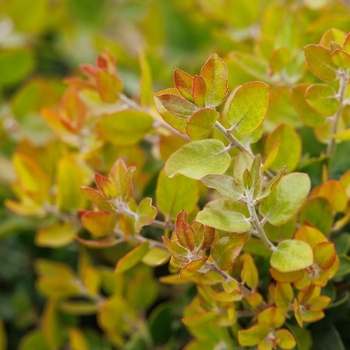Arctostaphylos 'Sunset'