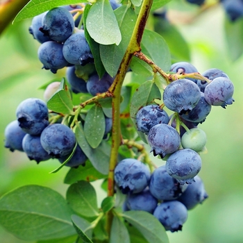 Vaccinium ashei 'Climax'