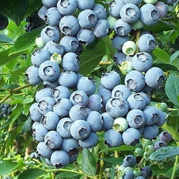 Vaccinium ashei 'Tifblue' 