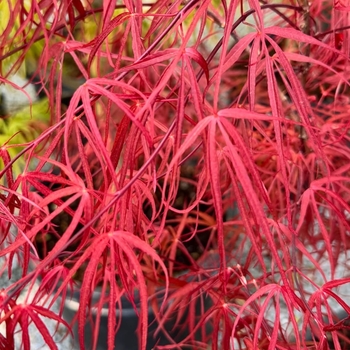 Acer palmatum 'Red Spider' 