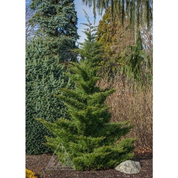 Cupressus macrocarpa