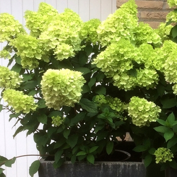 Hydrangea paniculata