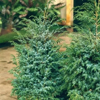 Juniperus chinensis 'Blue Alps' 