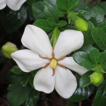 Gardenia jasminoides 'Daisy' 