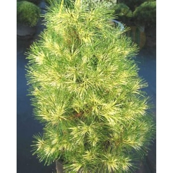 Pinus densiflora 'Golden Ghost'