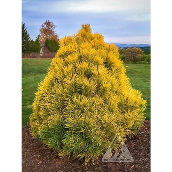 Pinus mugo 'Winter Sun (Wintersonne)' 