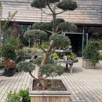 Pinus sylvestris 'Hindu-Pan'