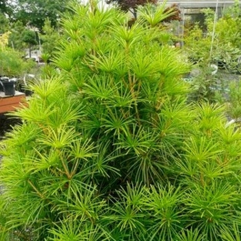 Sciadopitys verticillata 'Green Star'