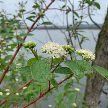 Cornus sericea 'Isanti' 