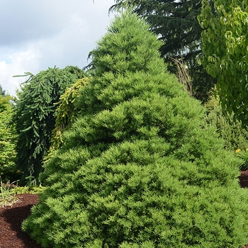 Sequoiadendron giganteum